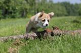 CORGI PEMBROKE 503